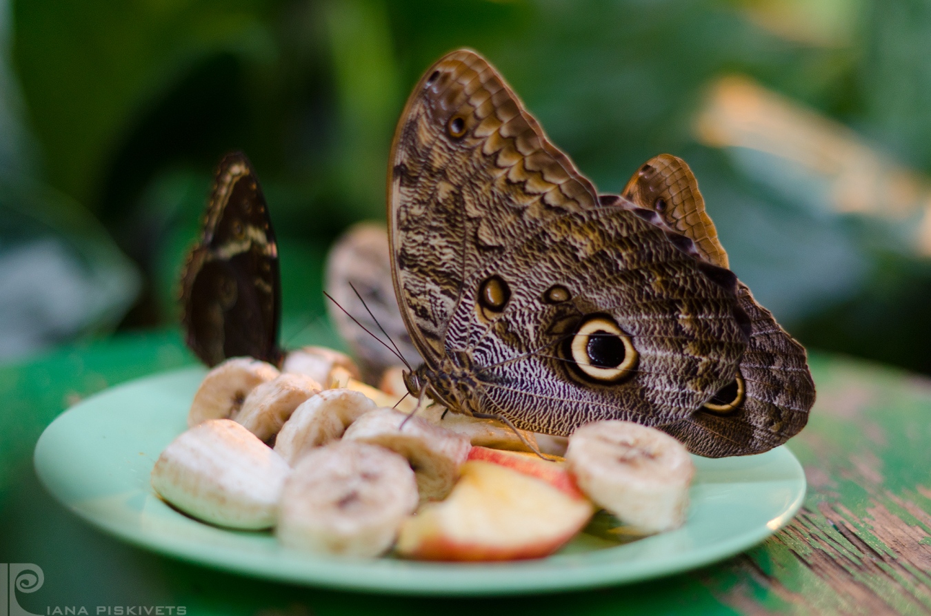 Butterfly House